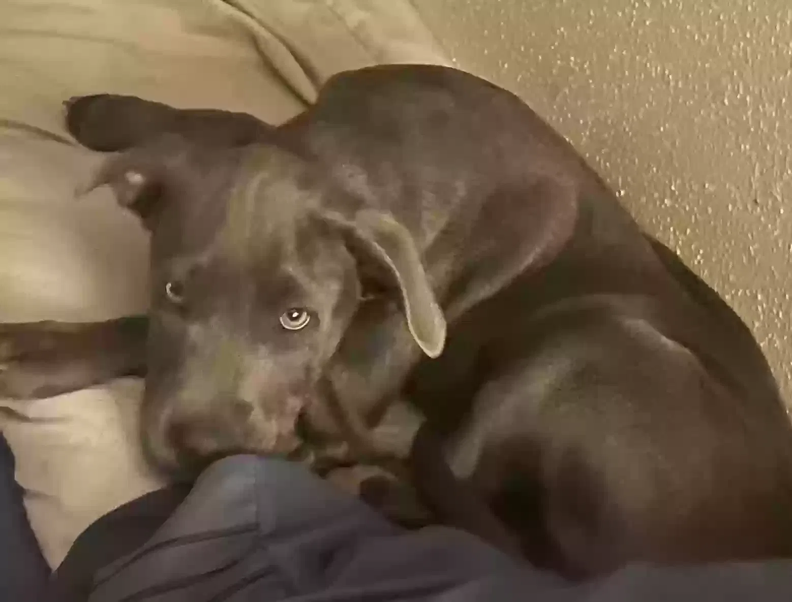 Lost dog in Adkins, TX, 78101