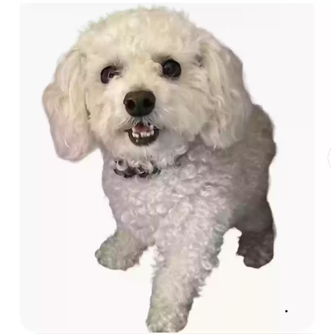 Lost dog in Long Beach, CA, 90815