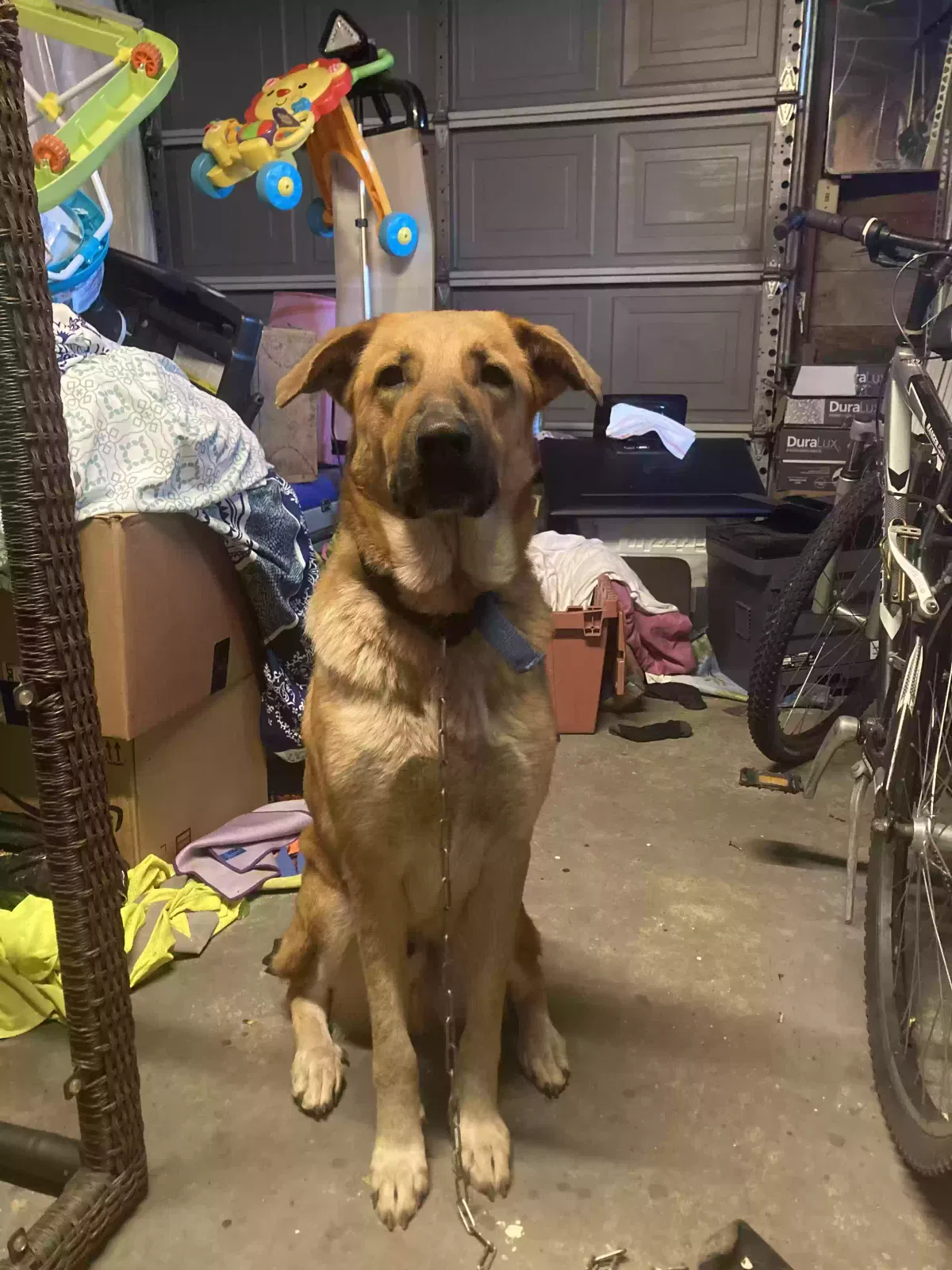 Found dog in Jacksonville, FL, 32210