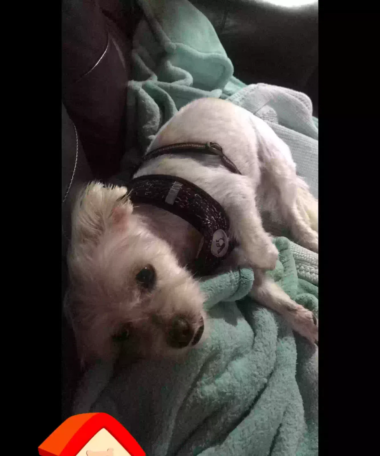 Lost dog in West Covina, CA, 91792