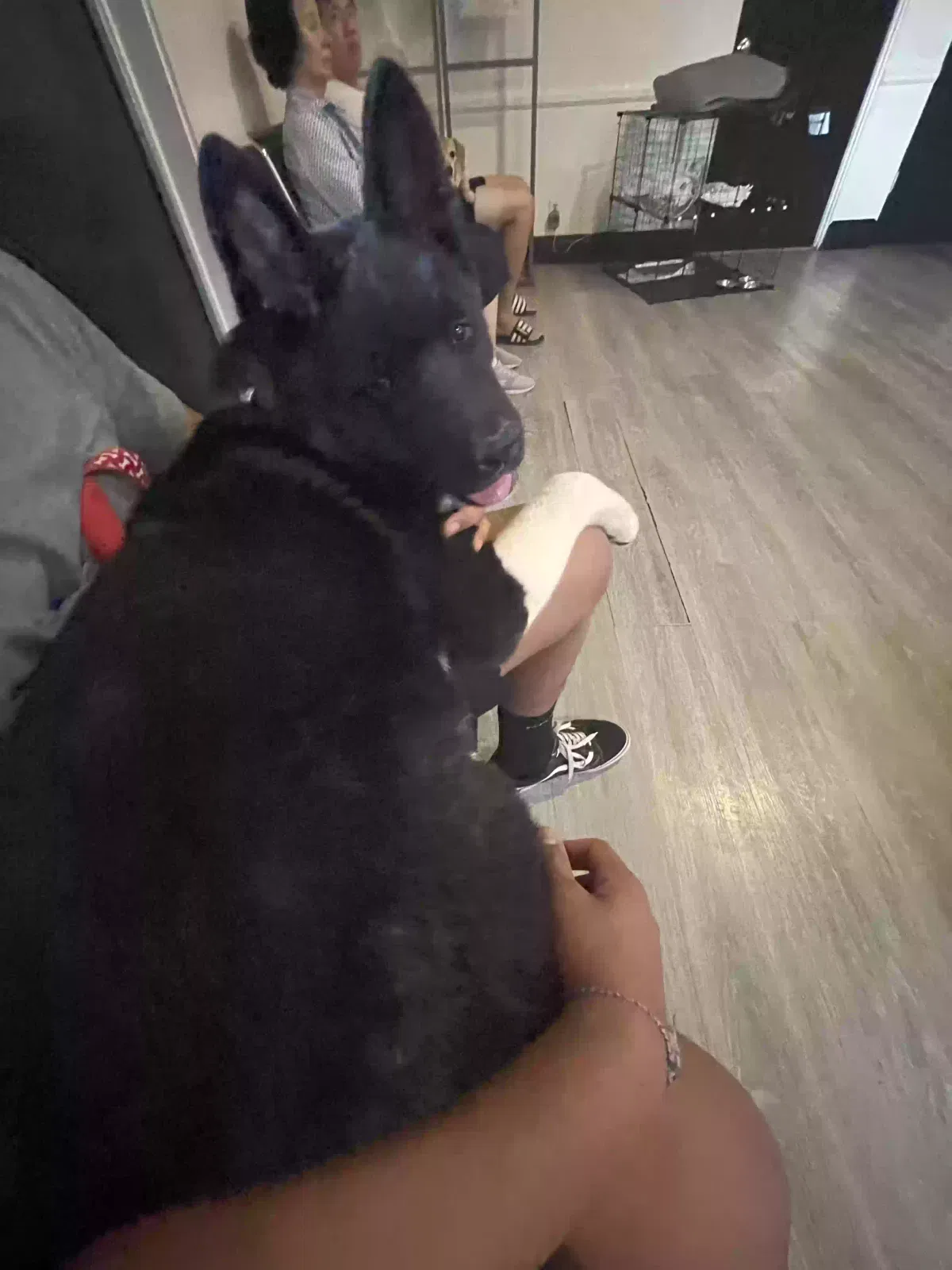 Lost dog in La Puente, CA, 91744