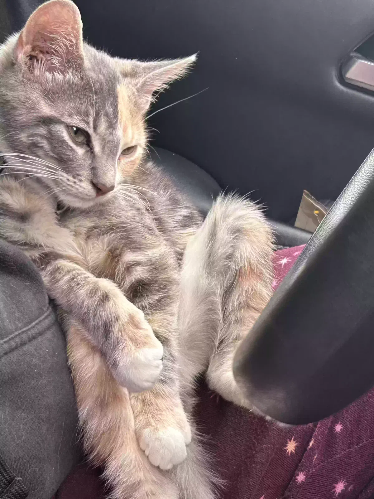 Lost cat in Freehold, NJ, 7728