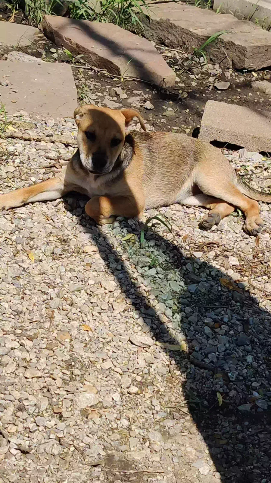 Lost dog in Mounds, OK, 74047