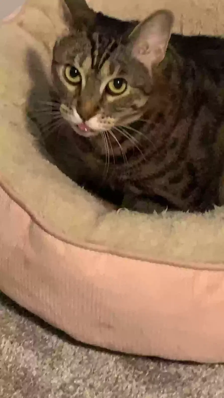 Lost cat in Florence, AZ, 85132
