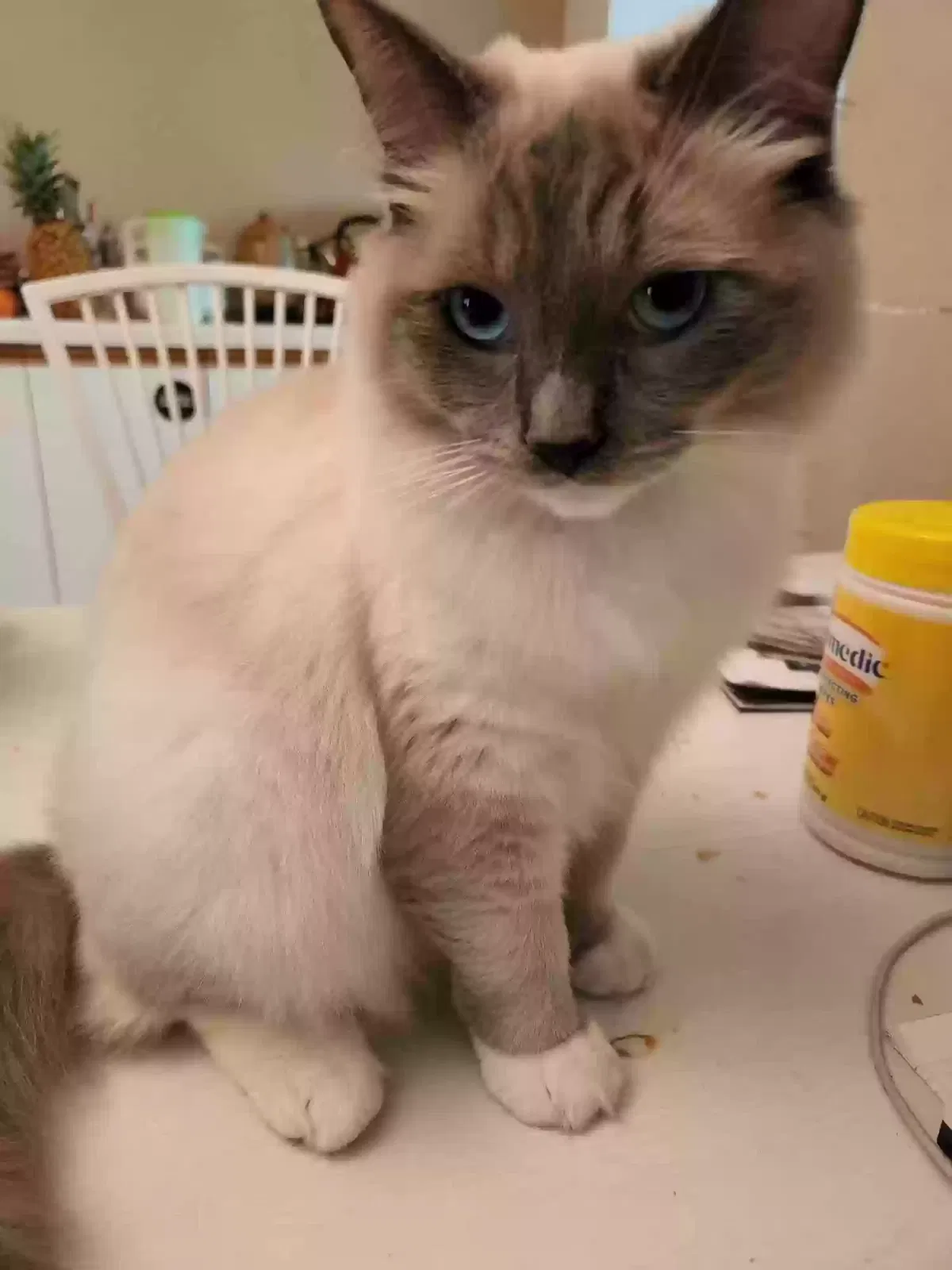 Lost cat in Arcadia, CA, 91006
