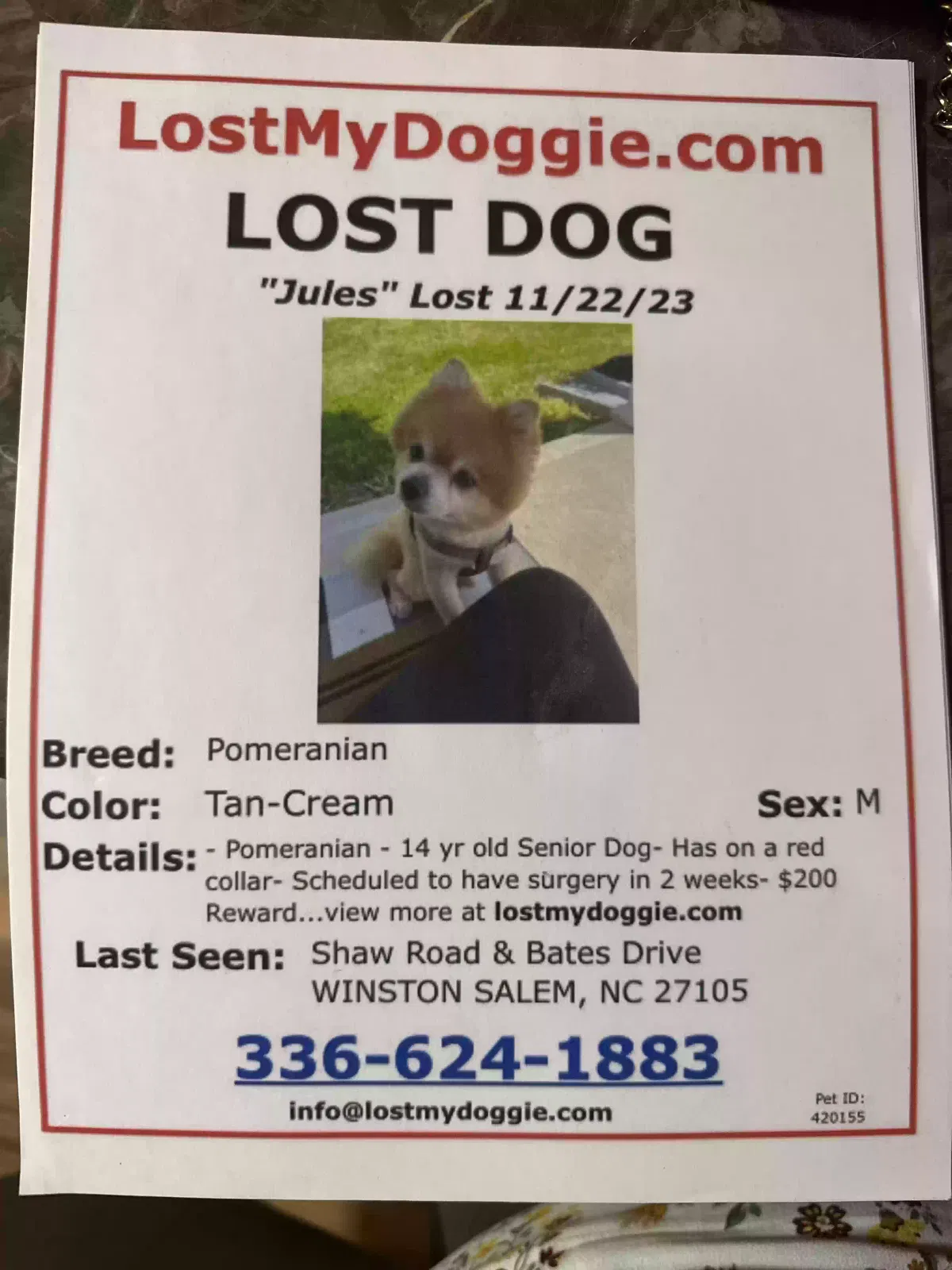 Lost dog in Winston Salem, NC, 27105