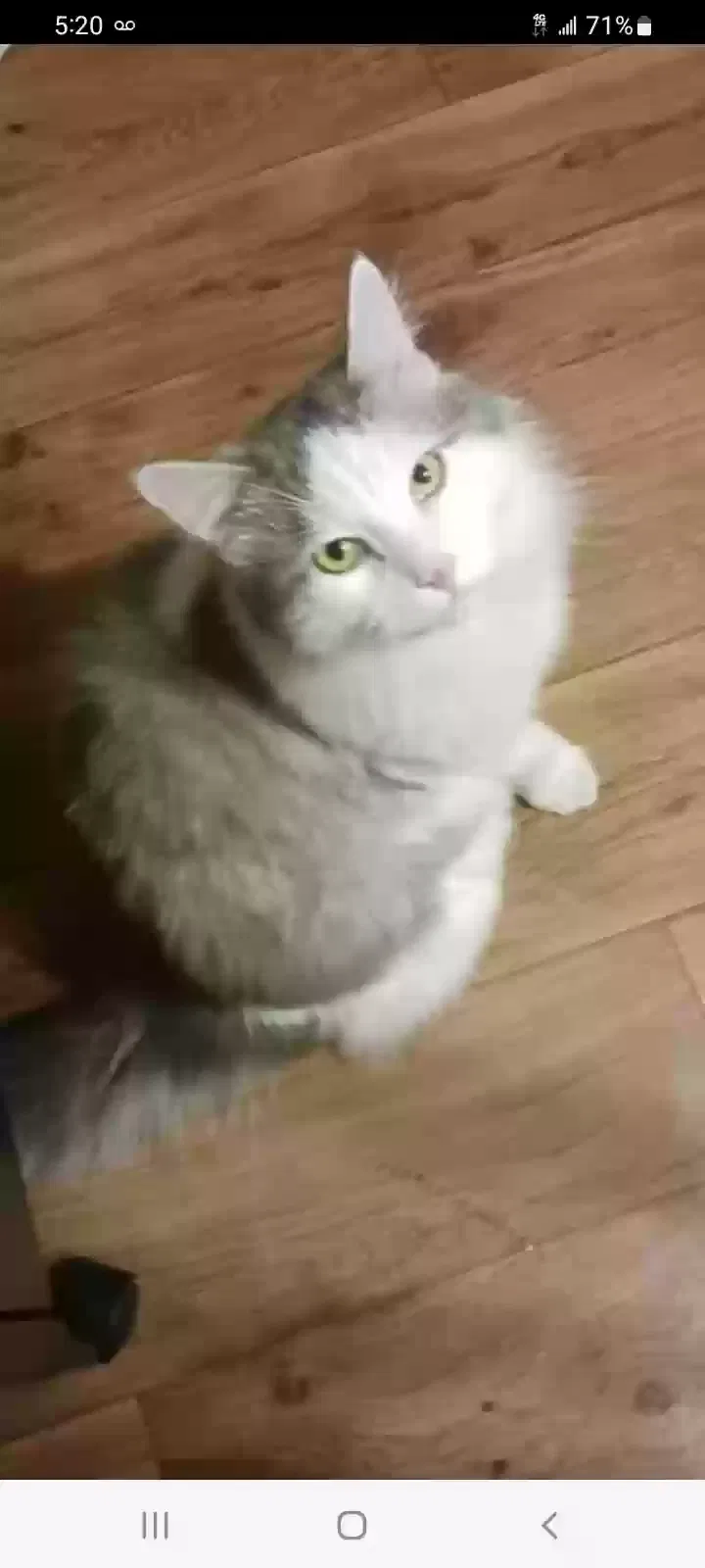 Lost cat in Fresno, CA, 93701