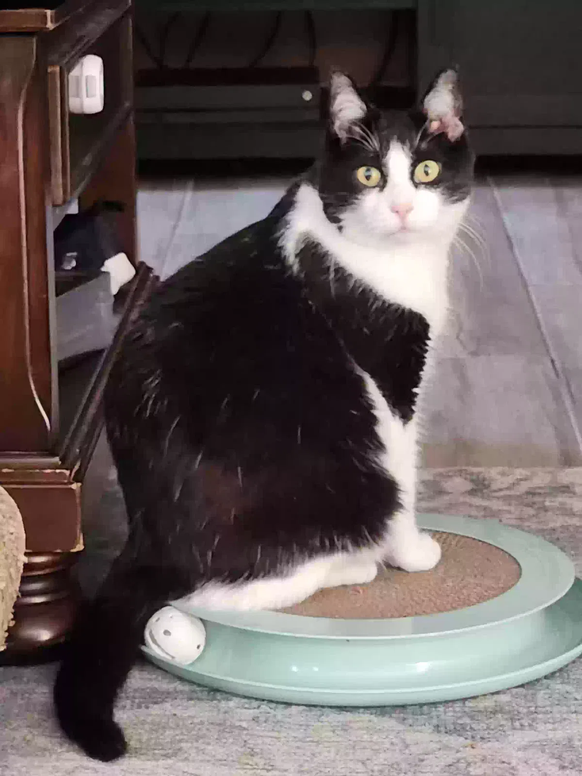 Lost cat in Lehigh Acres, FL, 33971