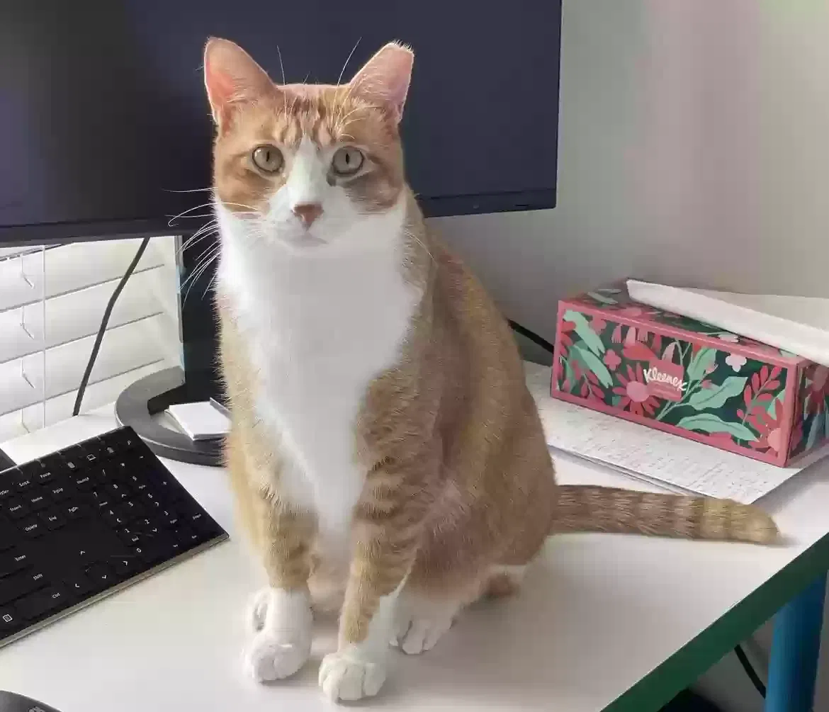 Lost cat in Charlotte, NC, 28277
