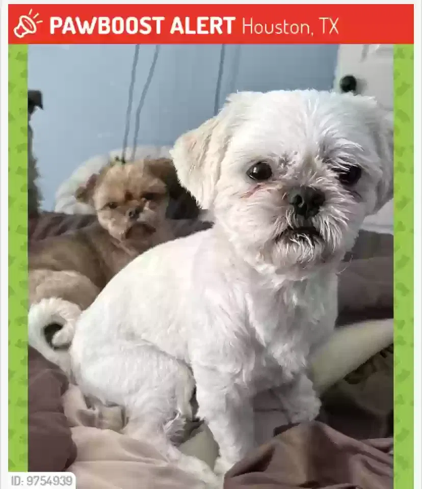 Lost dog in Houston, TX, 77009