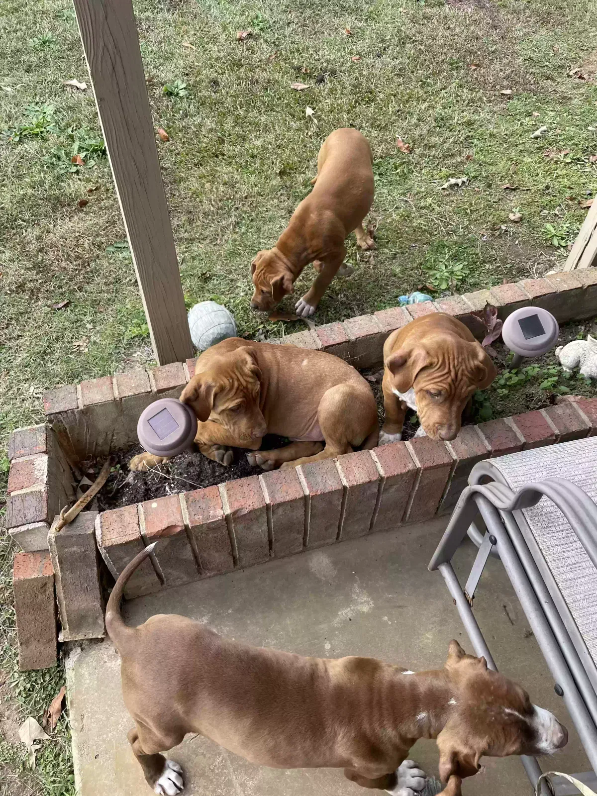 Found dog in Hot Springs National Park, AR, 71913