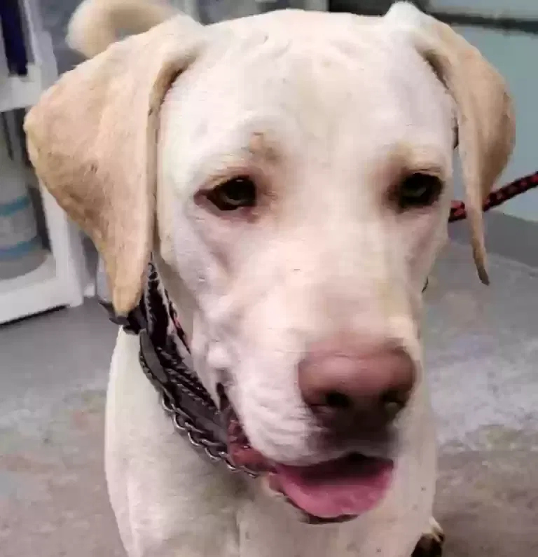 Lost dog in Piedmont, SC, 29673