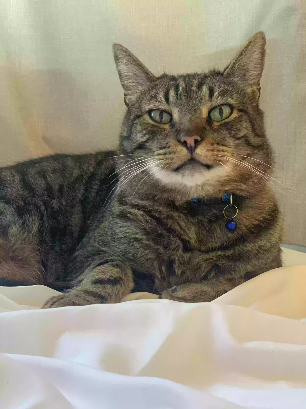 Lost cat in Hawthorne, CA, 90250