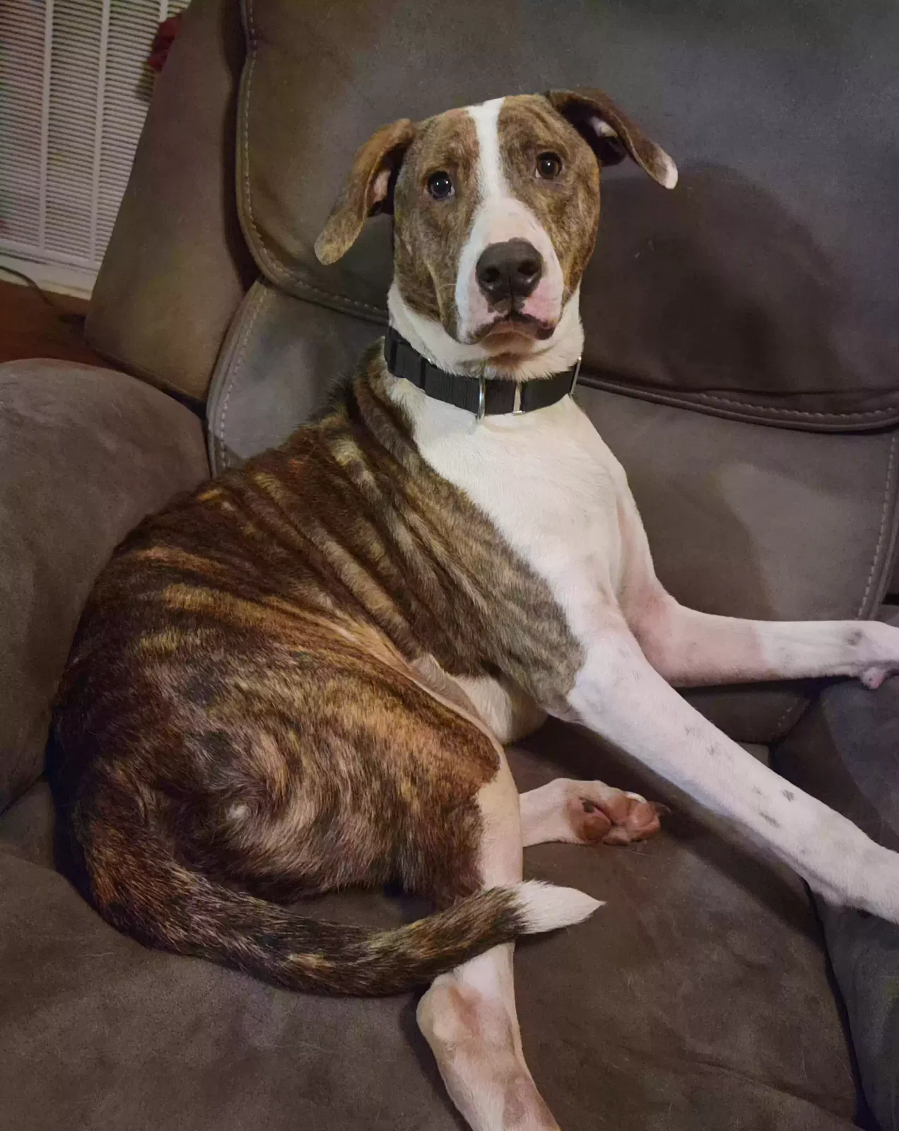 Lost dog in Easley, SC, 29640
