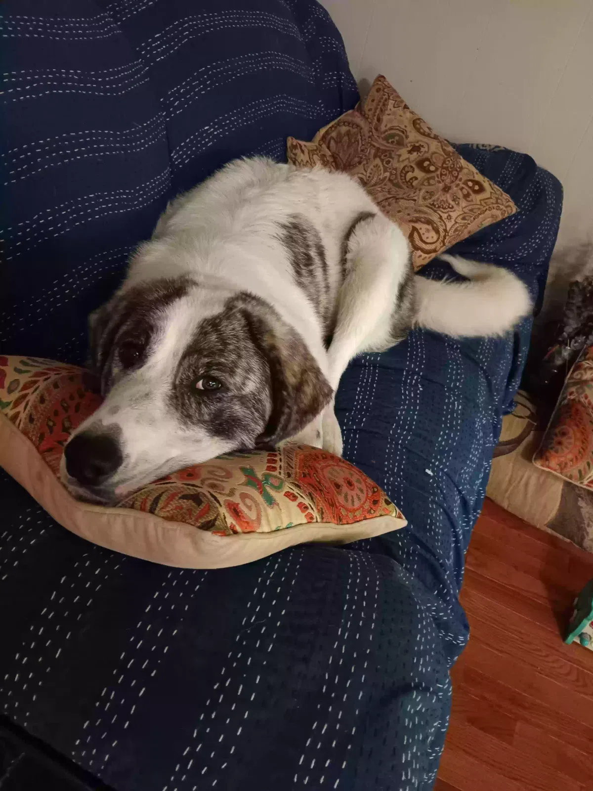Lost dog in Douglasville, GA, 30134