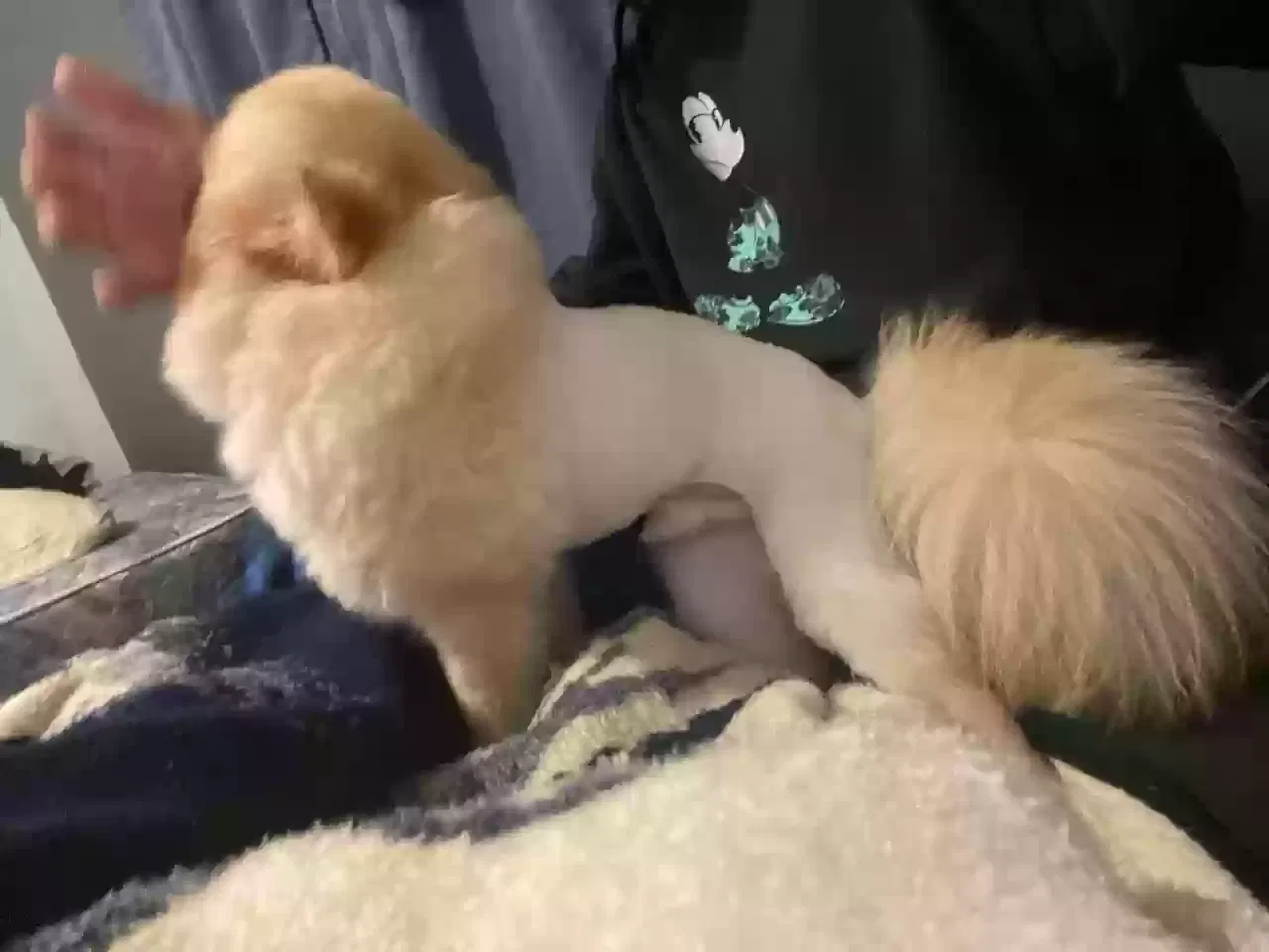 Lost dog in Las Vegas, NV, 89139