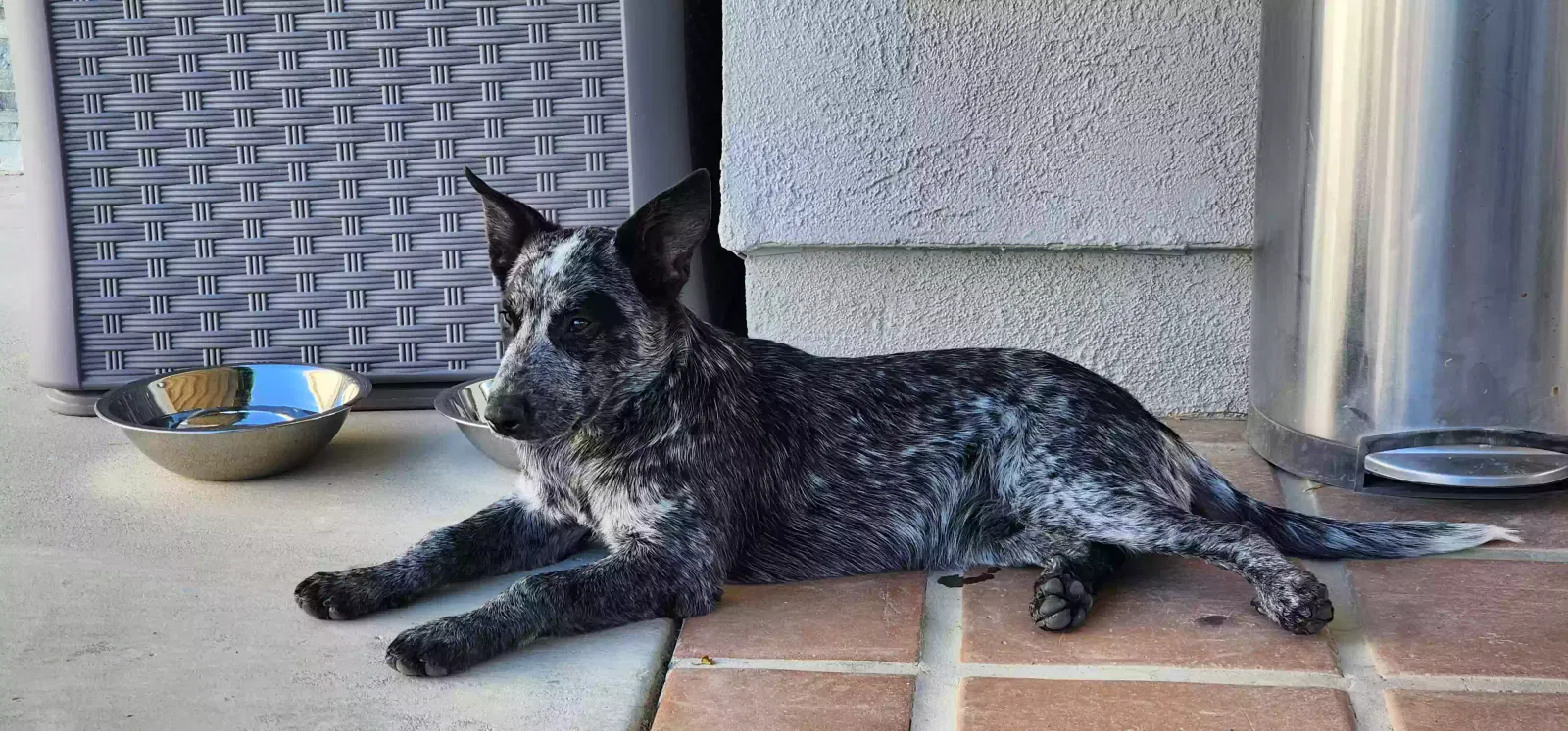 Lost dog in Lancaster, CA, 93536