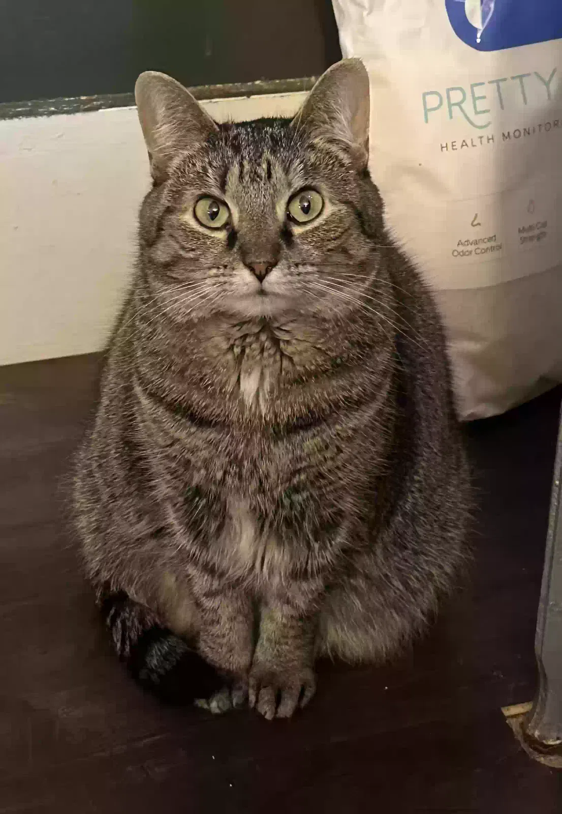 Lost cat in Liverpool, NY, 13090
