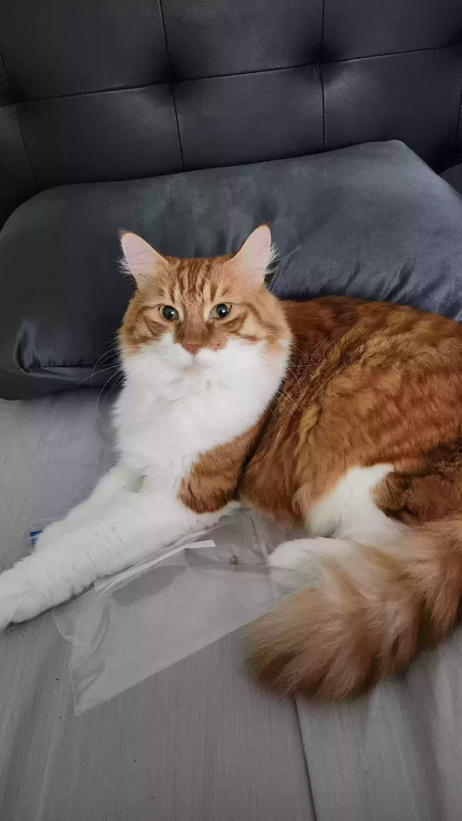 Lost cat in Hinesville, GA, 31313