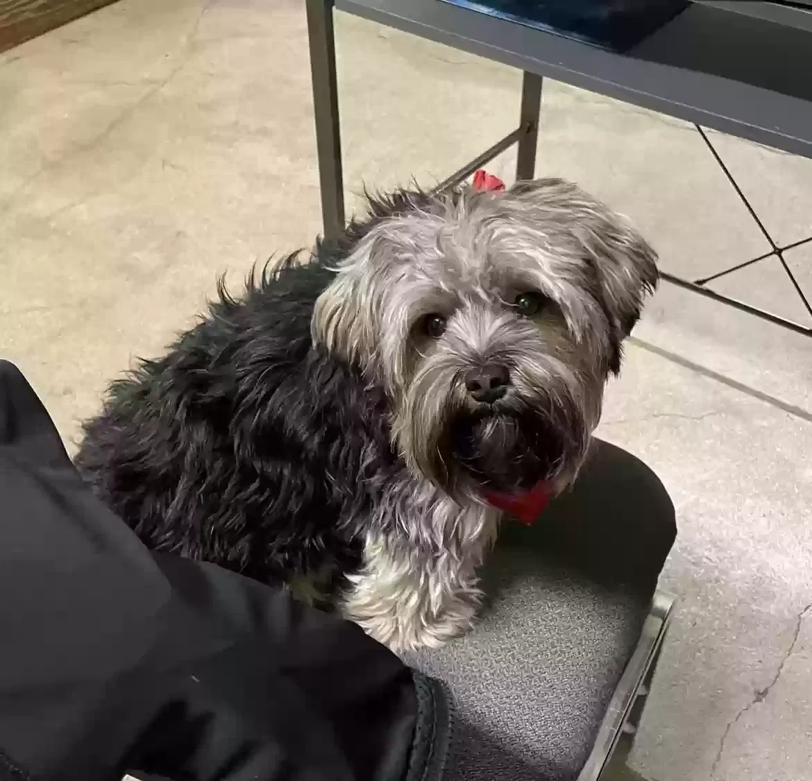 Lost dog in Fort Worth, TX, 76110