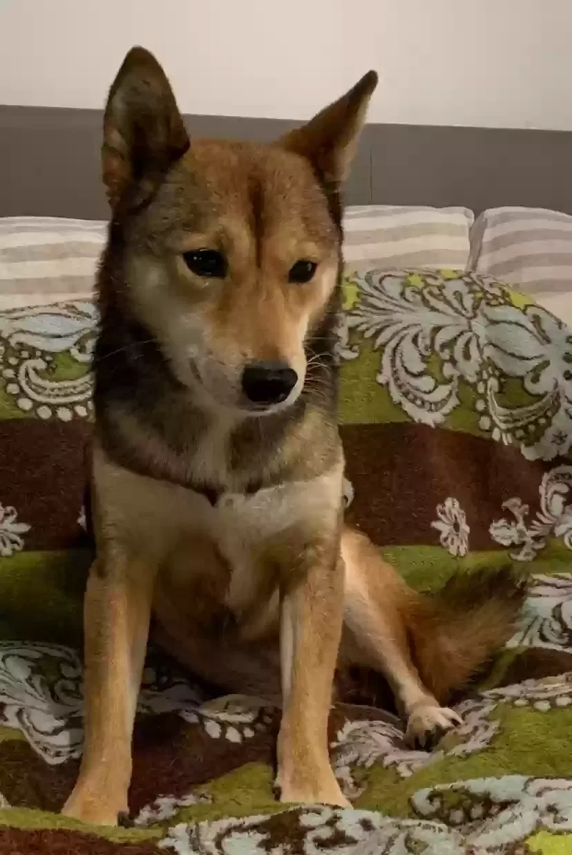 Lost dog in Pittsburgh, PA, 15217
