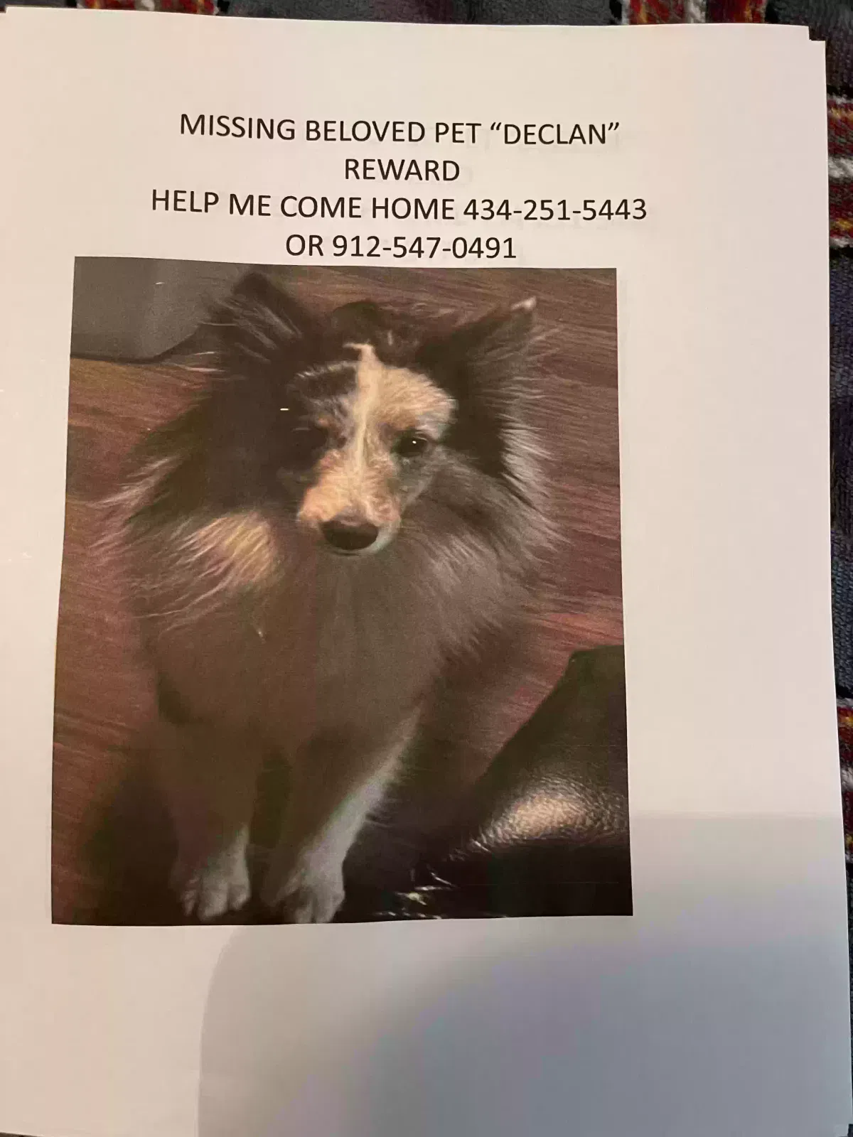 Lost dog in Axton, VA, 24054