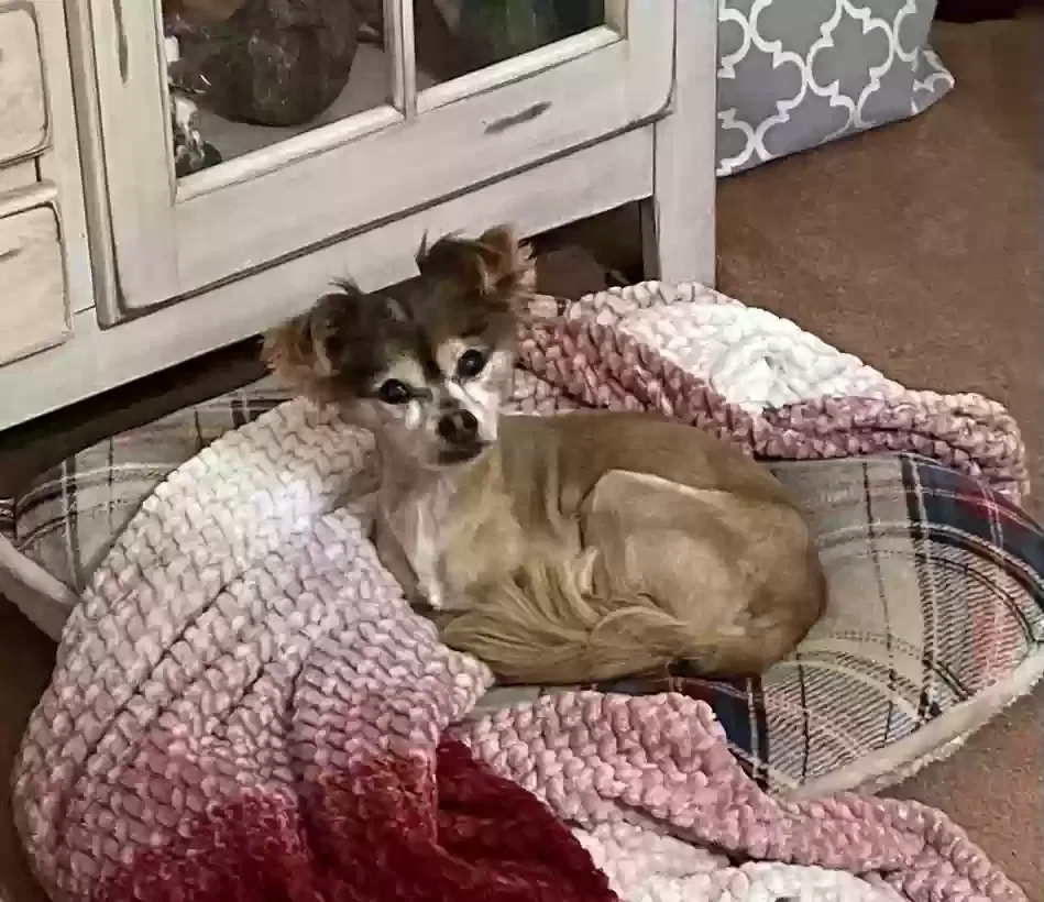 Lost dog in San Antonio, TX, 78217