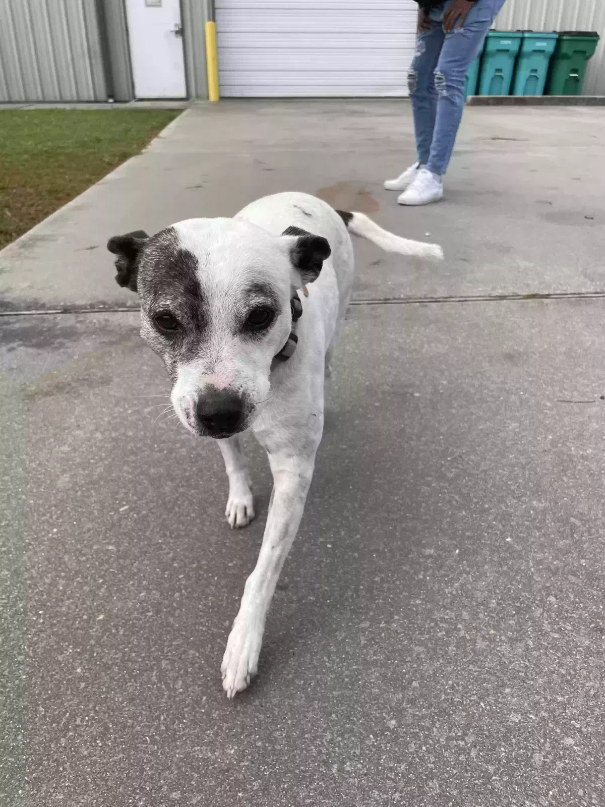 Found dog in Eunice, LA, 70535
