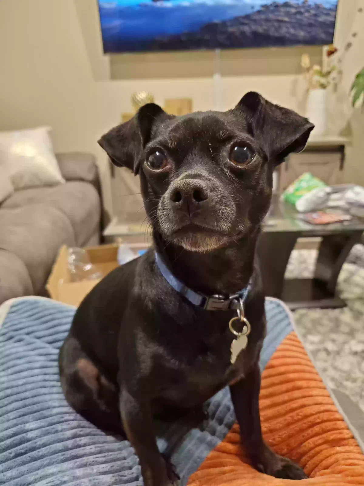 Lost dog in San Jose, CA, 95133