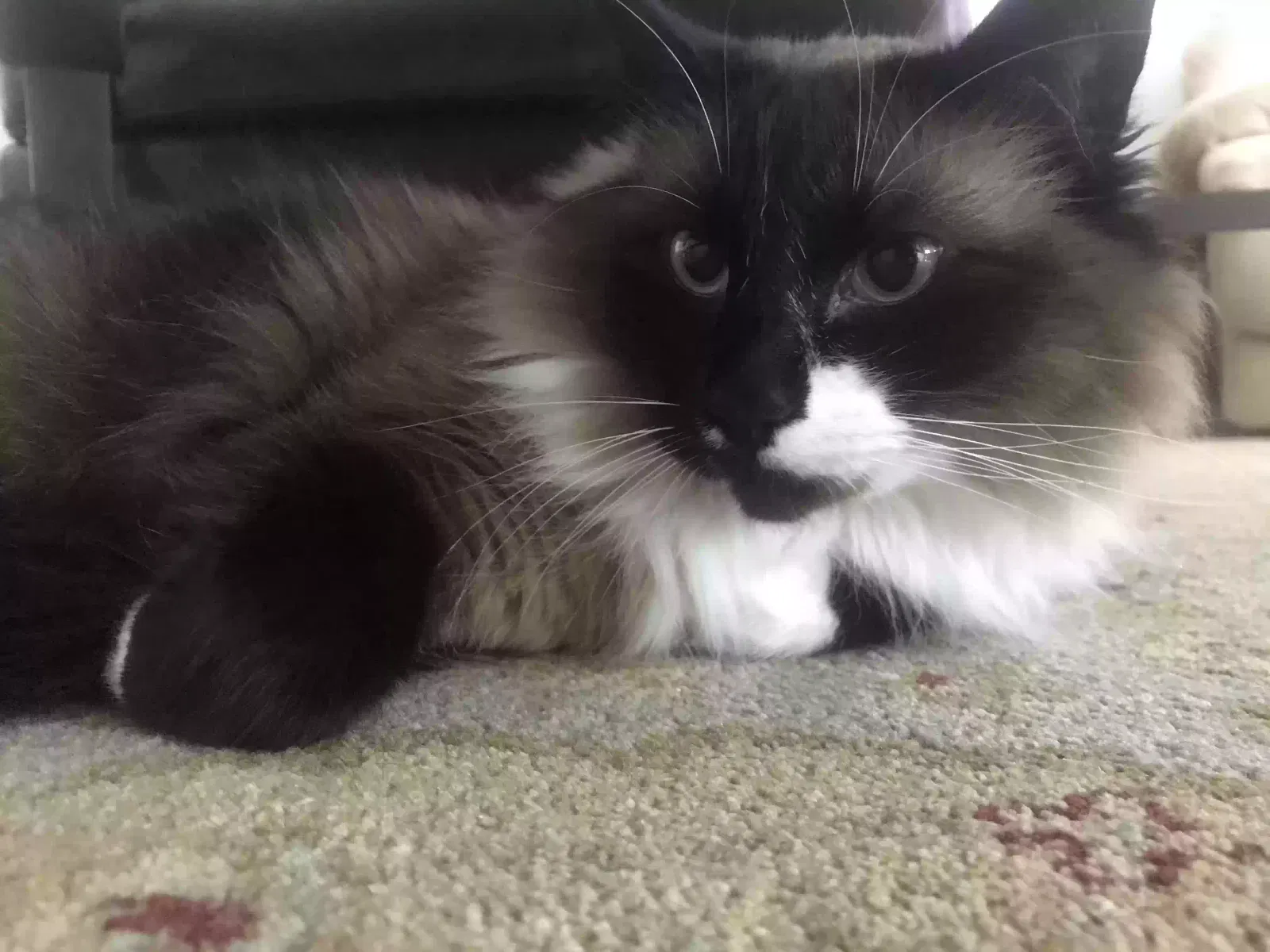 Lost cat in Spring, TX, 77380