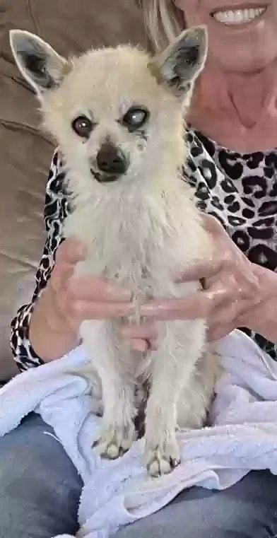 Lost dog in San Diego, CA, 92115