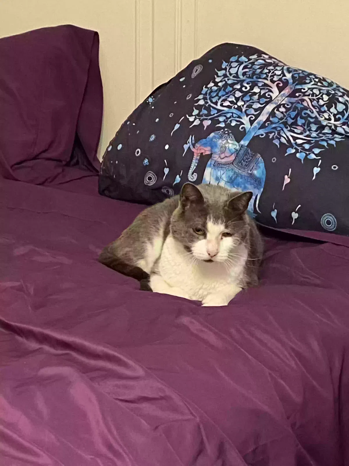 Lost cat in Neshanic Station, NJ, 8853