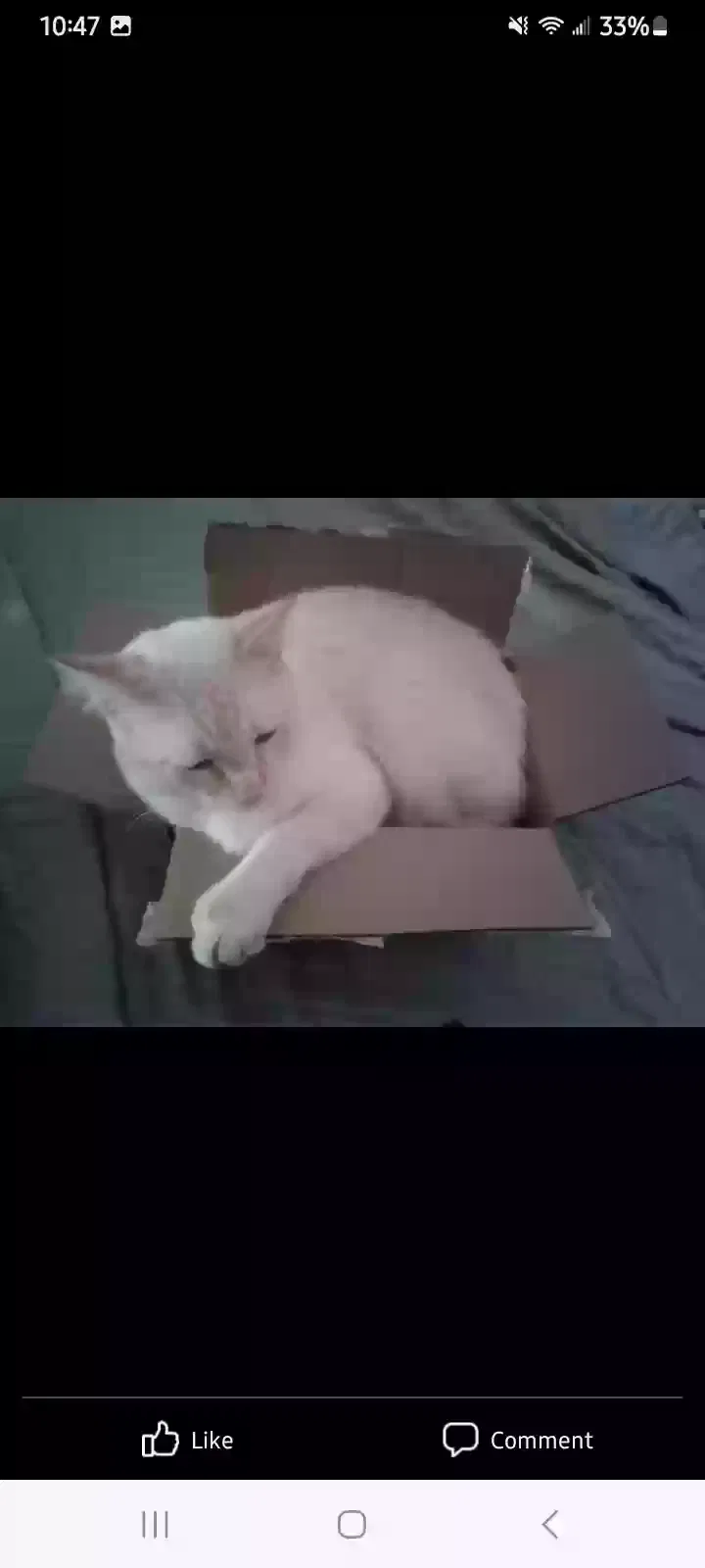 Lost cat in Atoka, TN, 38004