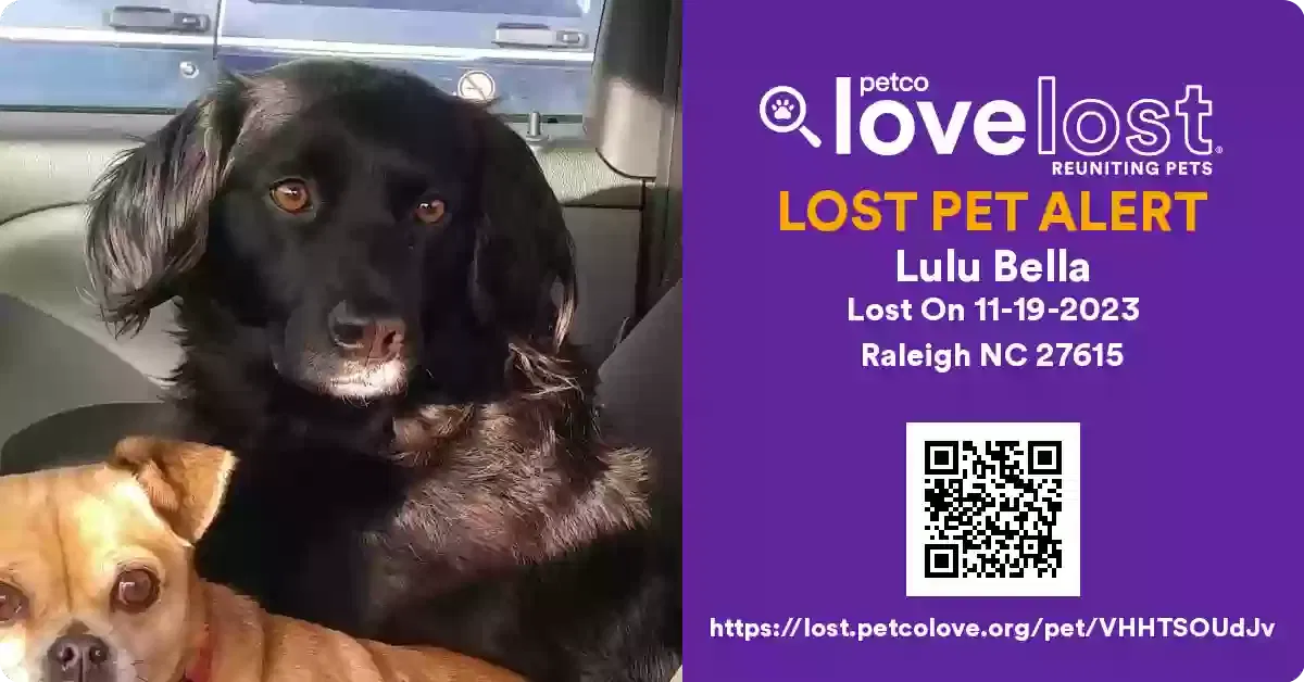 Lost dog in Raleigh, NC, 27615