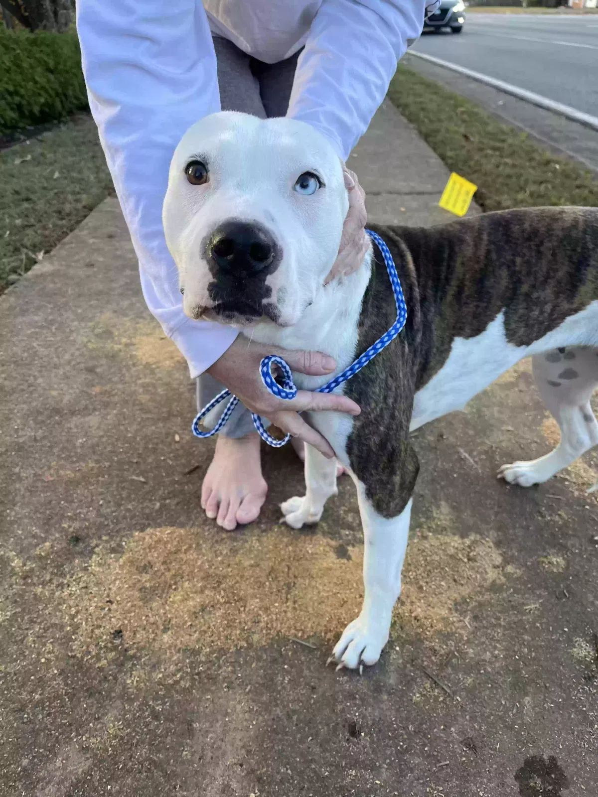 Found dog in Acworth, GA, 30102