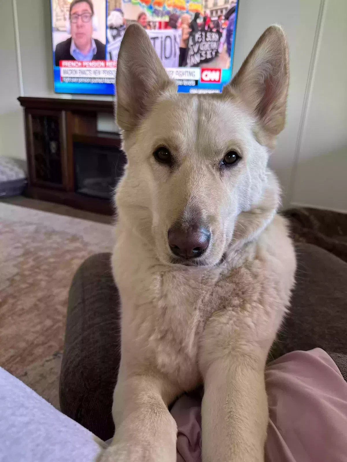 Lost dog in Sahuarita, AZ, 85629