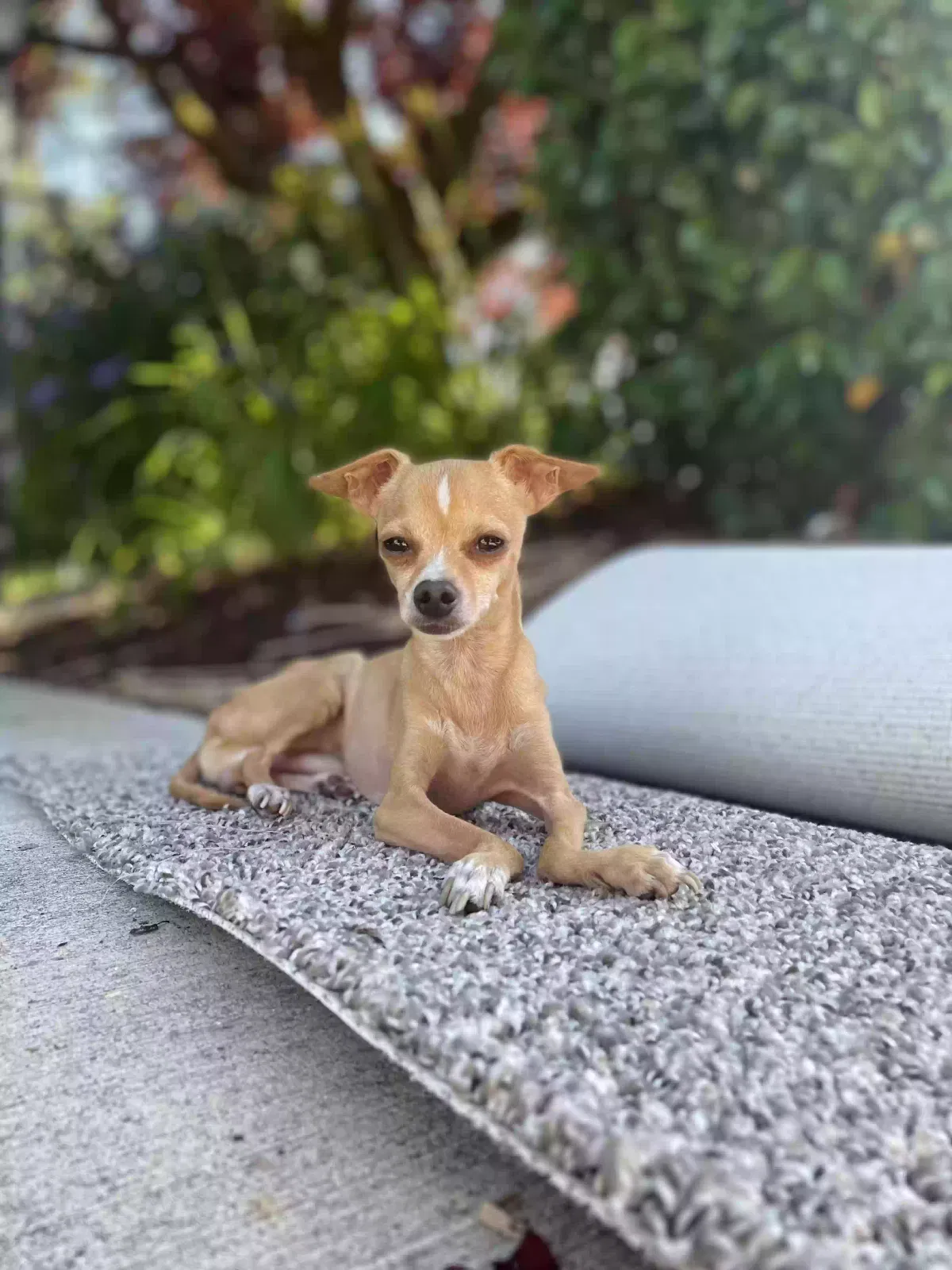 Lost dog in Los Angeles, CA, 90003