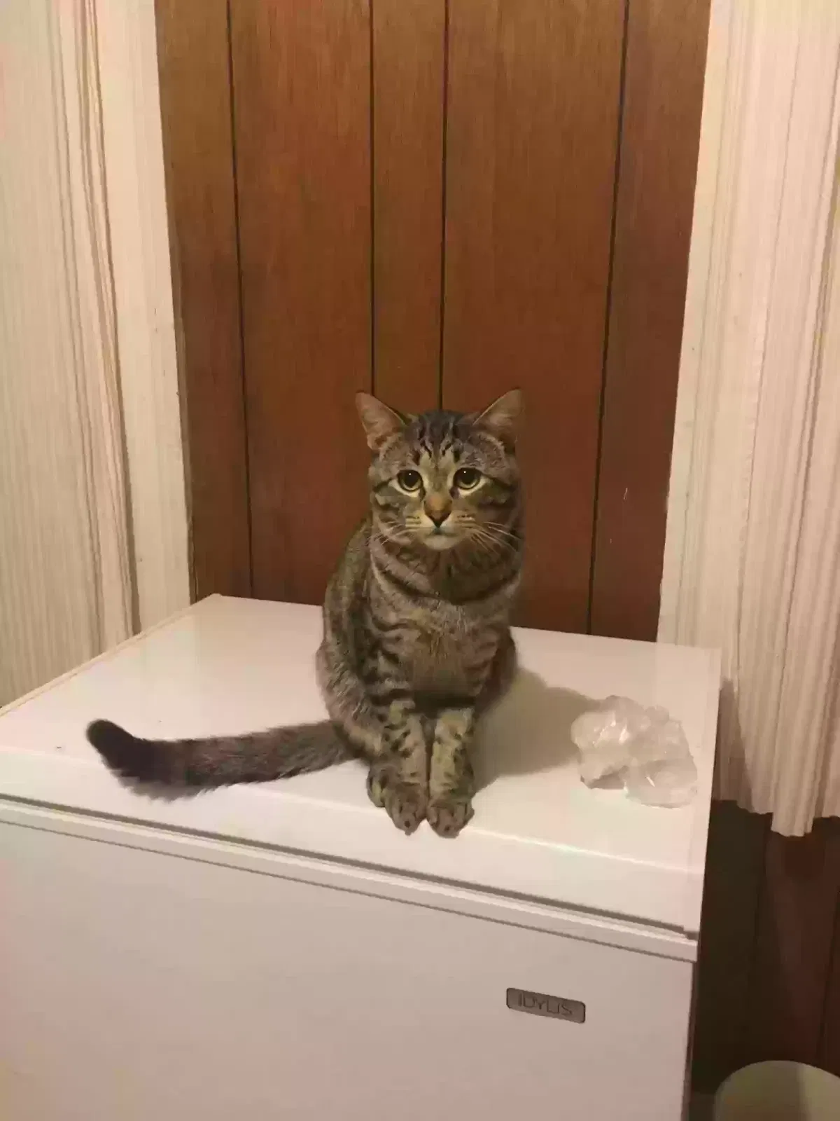 Lost cat in Utica, NY, 13501