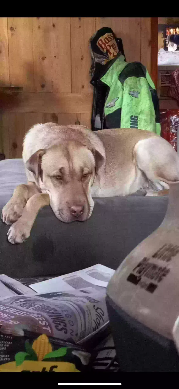 Lost dog in Hudson, WI, 54016