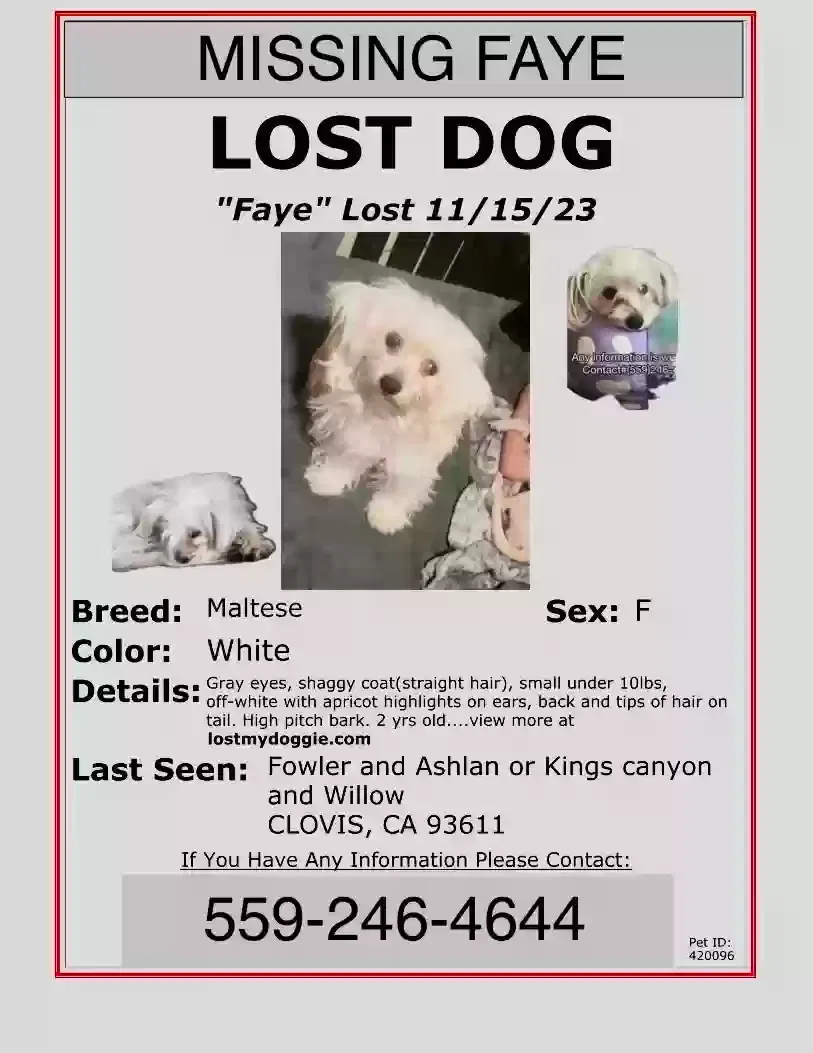 Lost dog in Fresno, CA, 93727