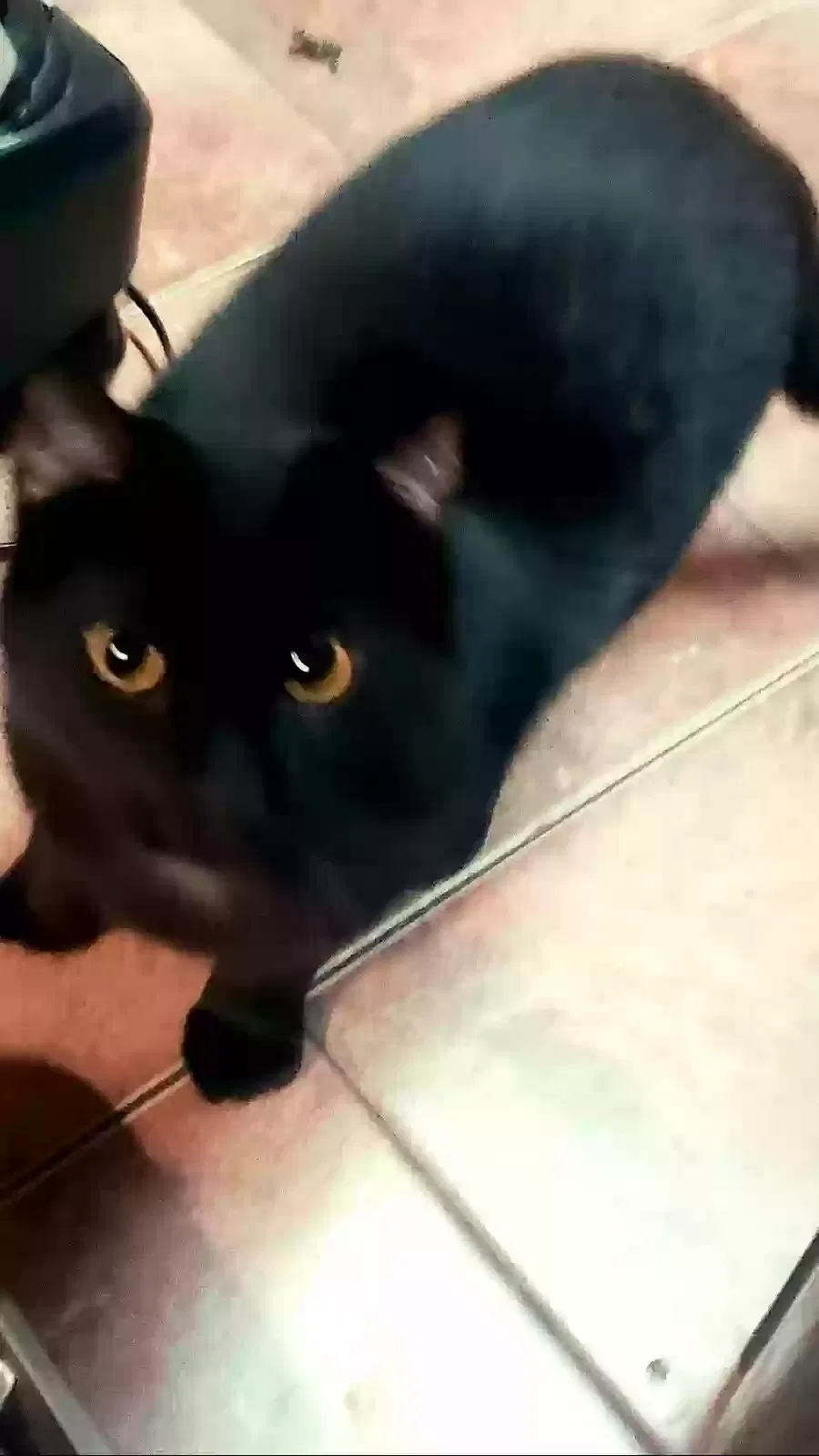 Lost cat in Kennett, MO, 63857