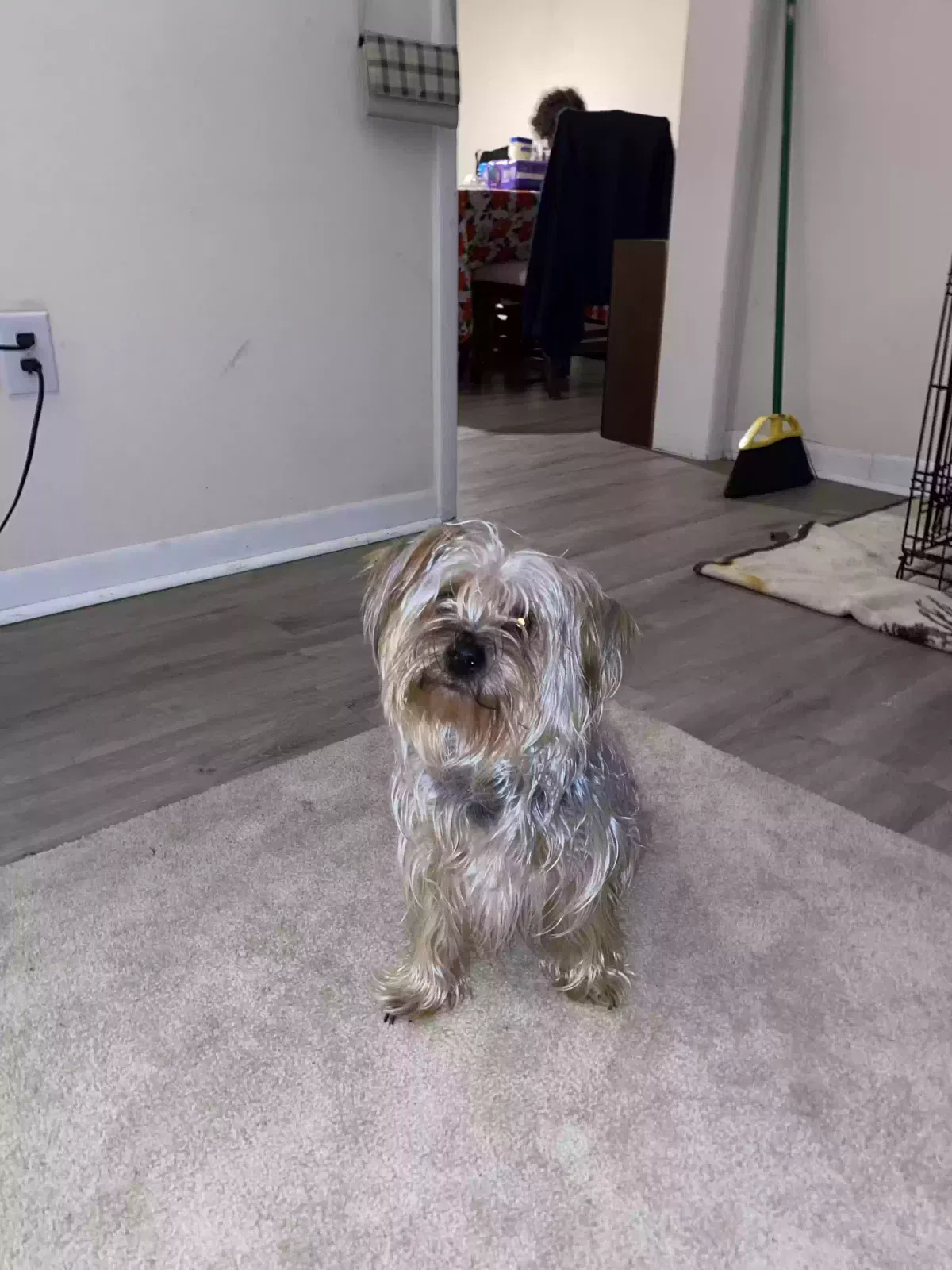 Lost dog in Halethorpe, MD, 21227