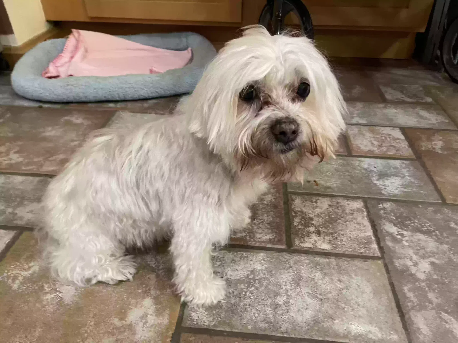 Lost dog in Ashville, NY, 14710