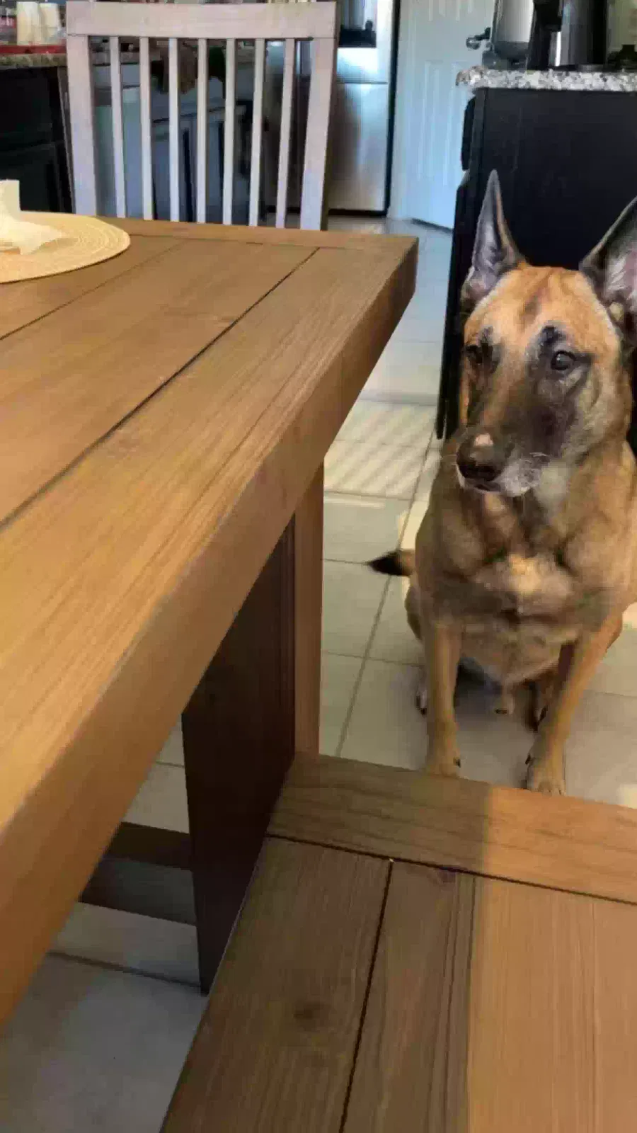 Found dog in Fort Worth, TX, 76131