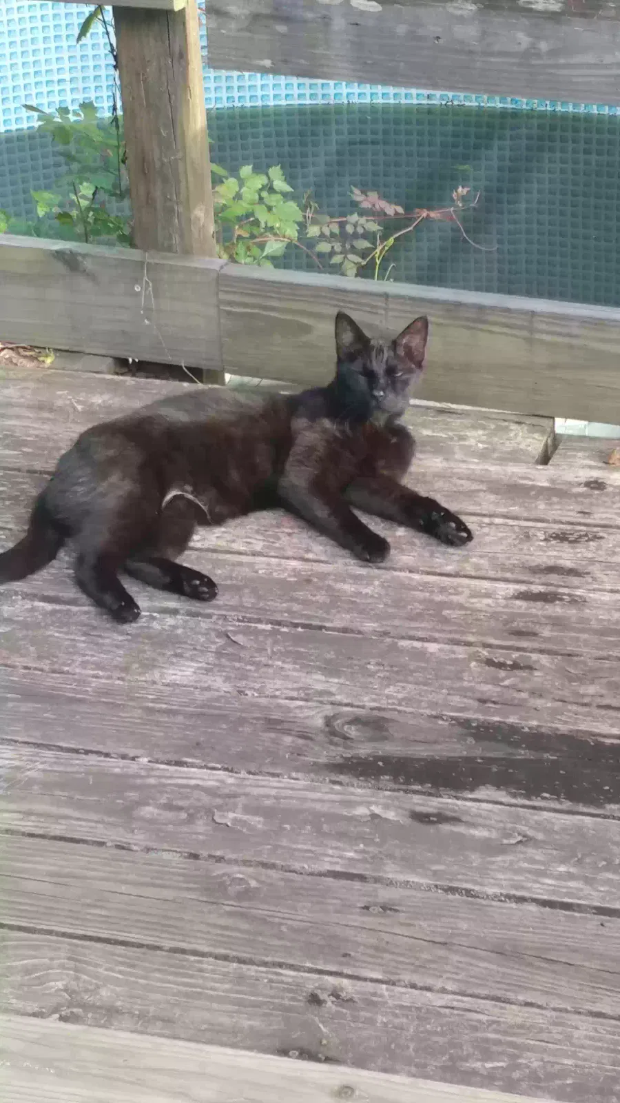 Lost cat in Hazlehurst, GA, 31539