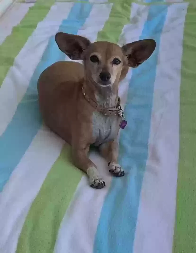 Lost dog in Saint Petersburg, FL, 33710