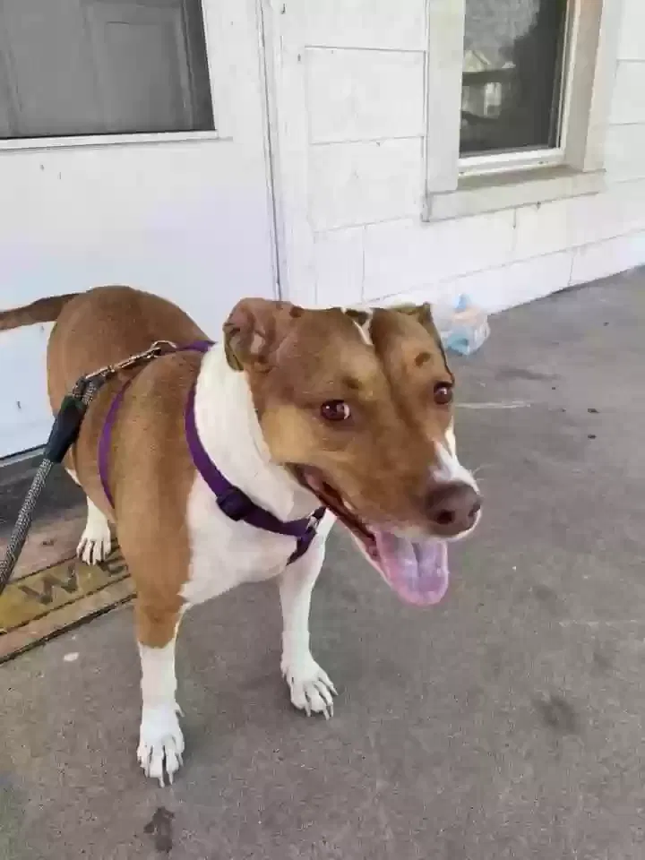 Lost dog in Evansville, IN, 47712