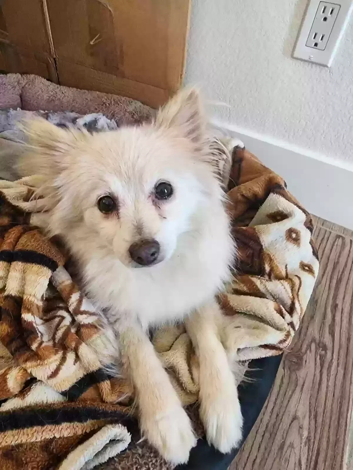 Lost dog in Glendale, AZ, 85303