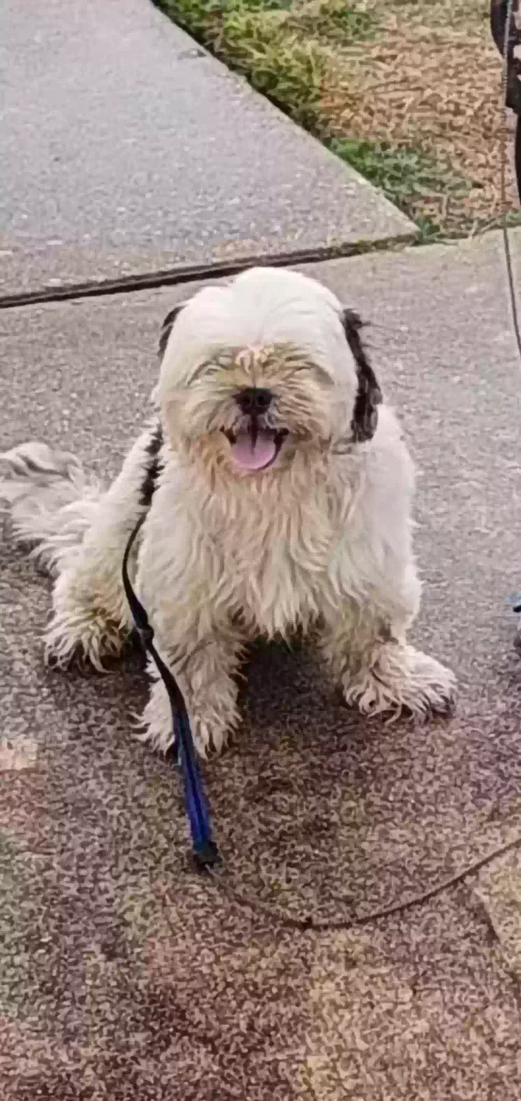 Lost dog in Houston, TX, 77095