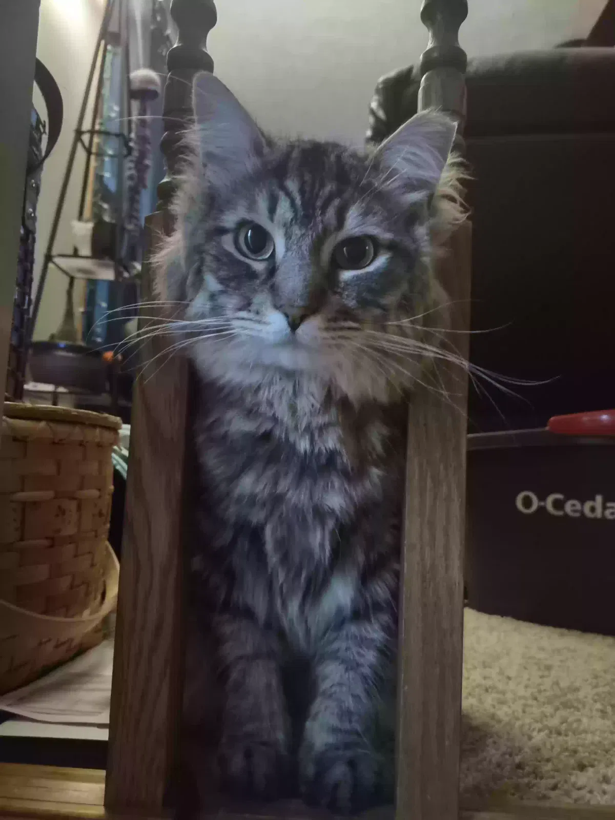Lost cat in Miamisburg, OH, 45342